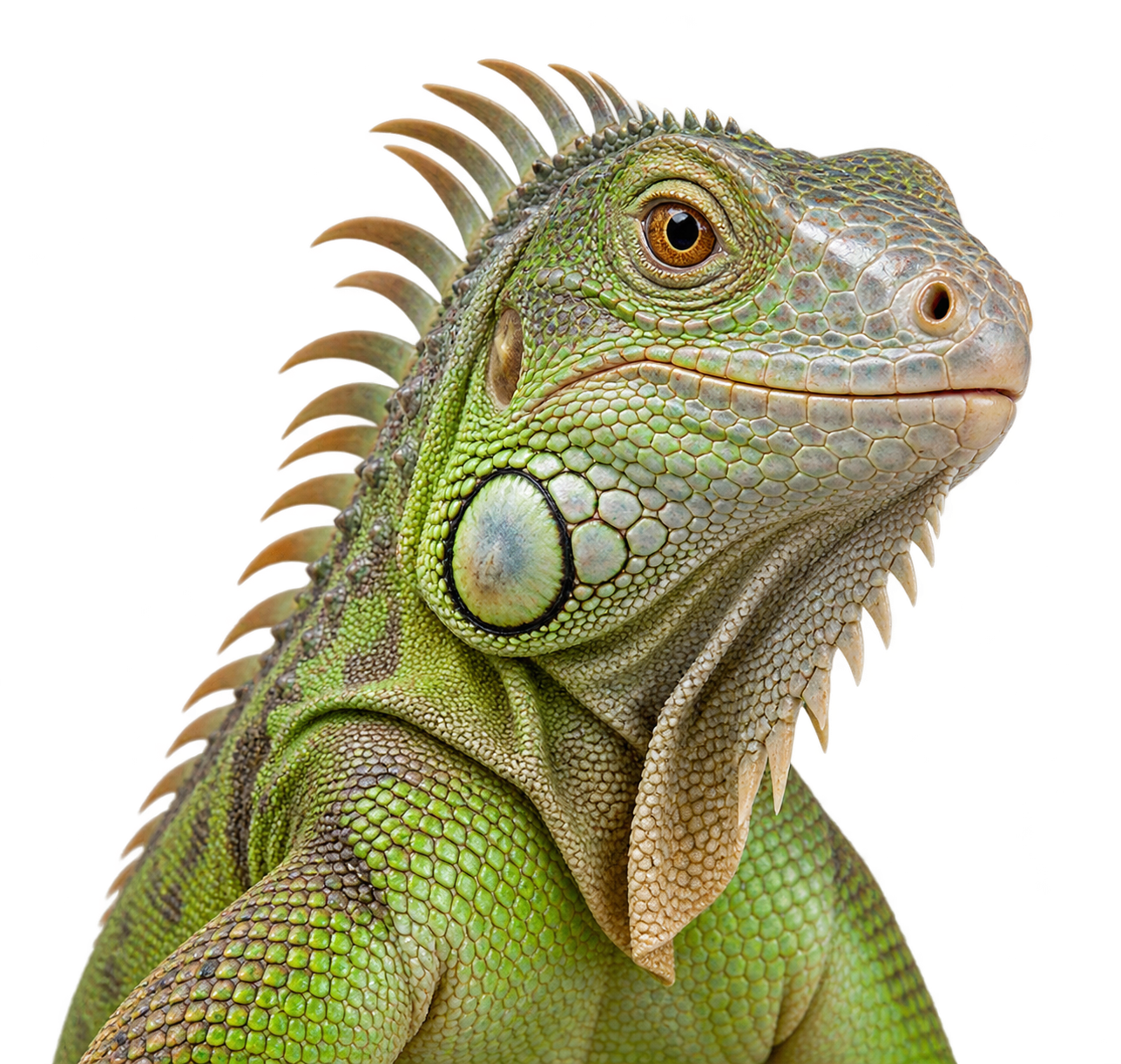 Reptile illustration